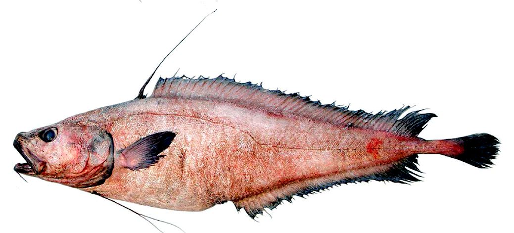 Lepidion guentheri_06555.jpg